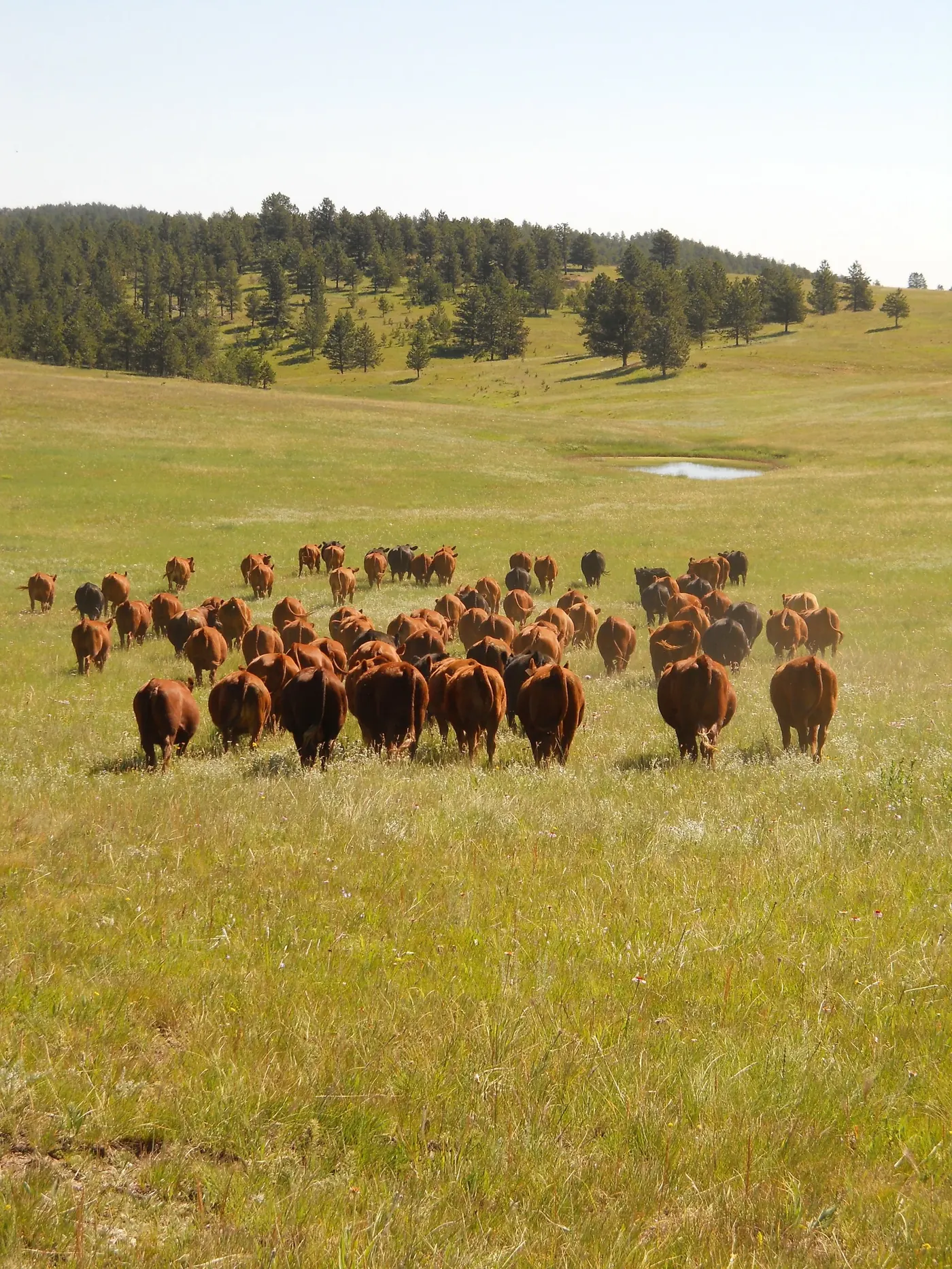 Cattle walking toward water on Wood Ranch pasture